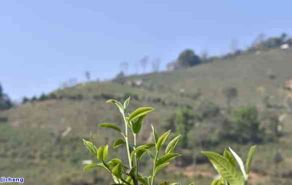 江城牛洛河普洱茶特征