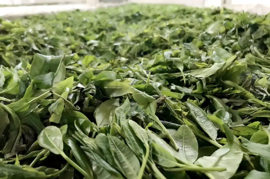 白云春毫茶600一斤，茶叶多少钱一斤？