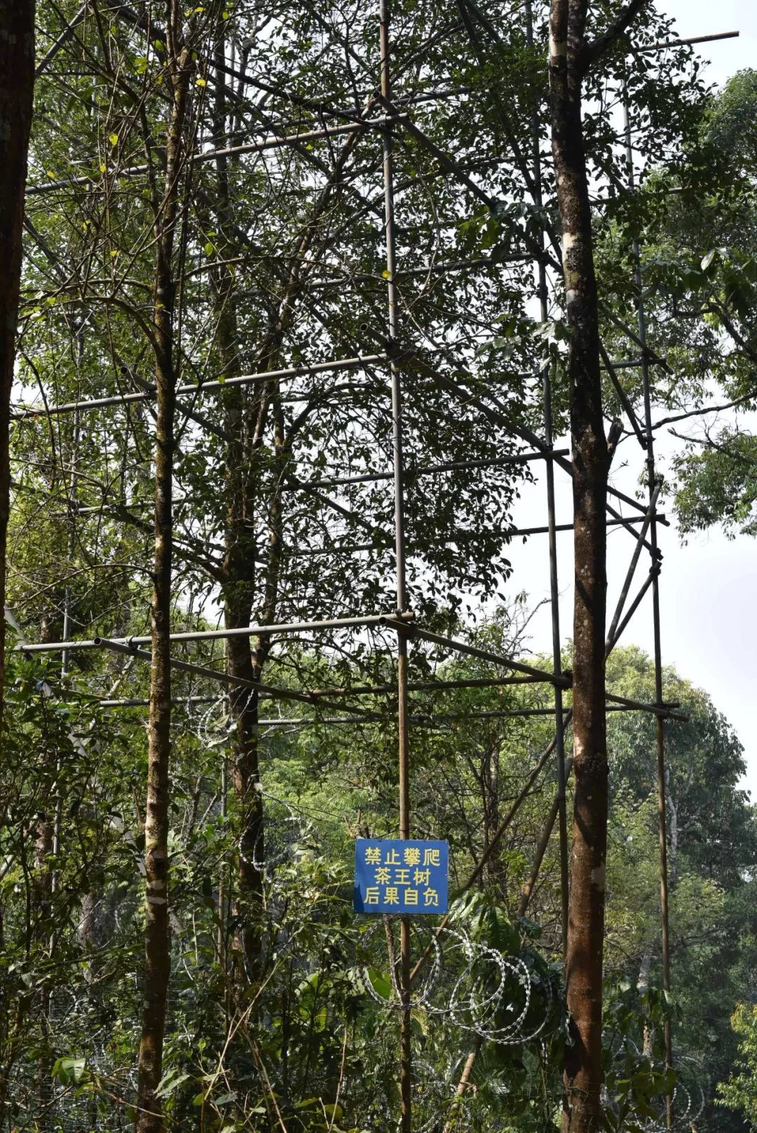 普洱茶喝后的嘴麻感及其原因解析：探究这种现象背后的科学原理及可能的影响