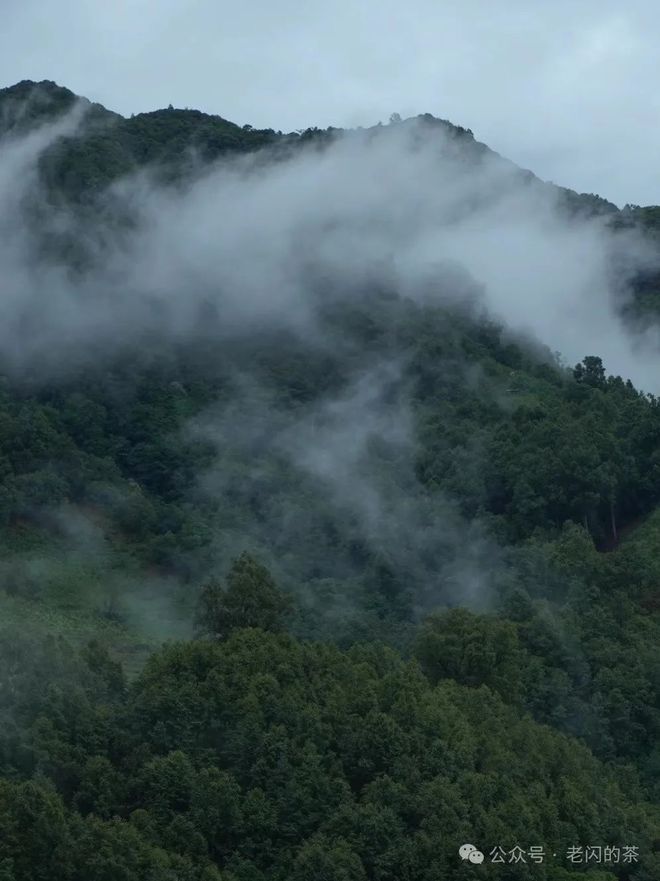 探索普洱茶的奥秘：名山名寨茶叶品种一览