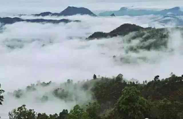 探索普洱茶的奥秘：名山名寨茶叶品种一览