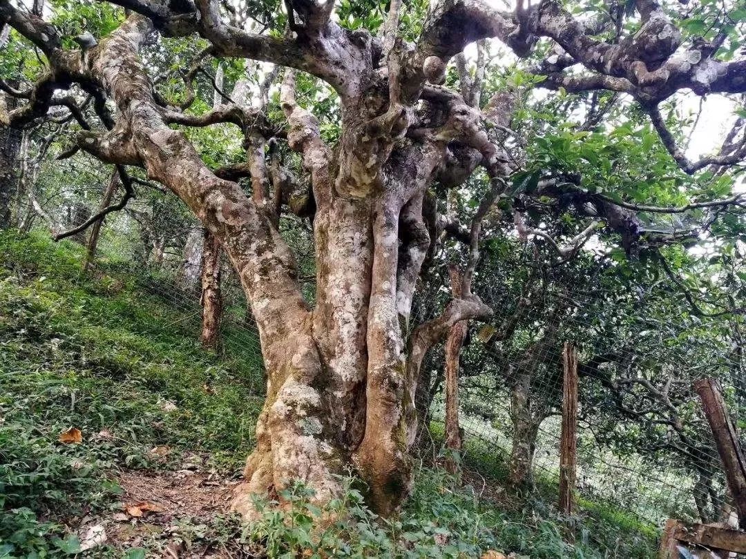 揭秘西双版纳产普洱茶：真茶还是假茶？如何辨别真假普洱茶？