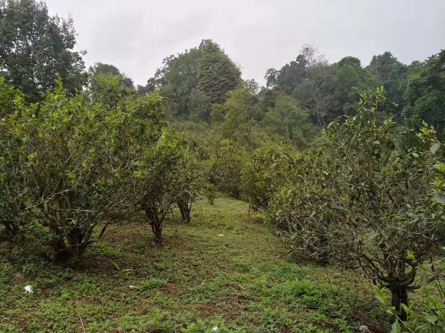 西双版纳傣族自治州普洱茶-西双版纳傣族自治州普洱茶产品质量监检验中心