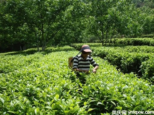 临沧茶一览：探索云南茶叶的魅力与口感