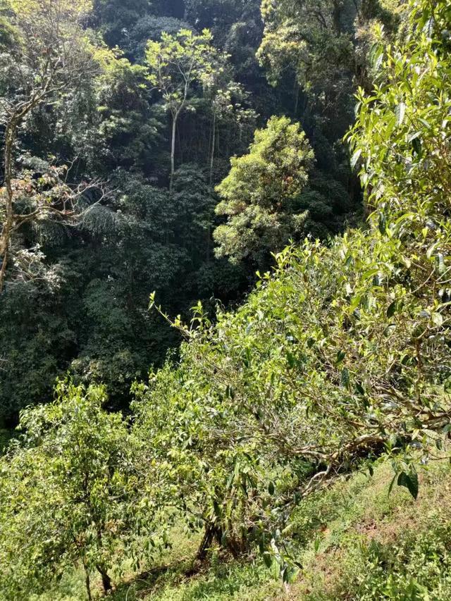 冰岛五寨南迫茶：探寻自然与文化的完美结合