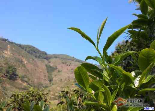 南迫冰岛茶和糯茶的区别