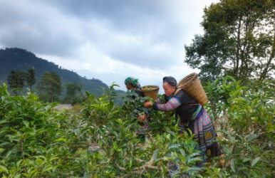 普洱茶与的协同作用：全方位治疗胃病的有效方法及其适用人群