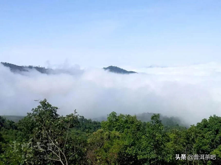 易武弯地理位置：在哪里，海拔高度，普洱茶口感特点及评价。