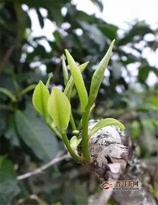 冬饮普洱茶的益处与注意事项