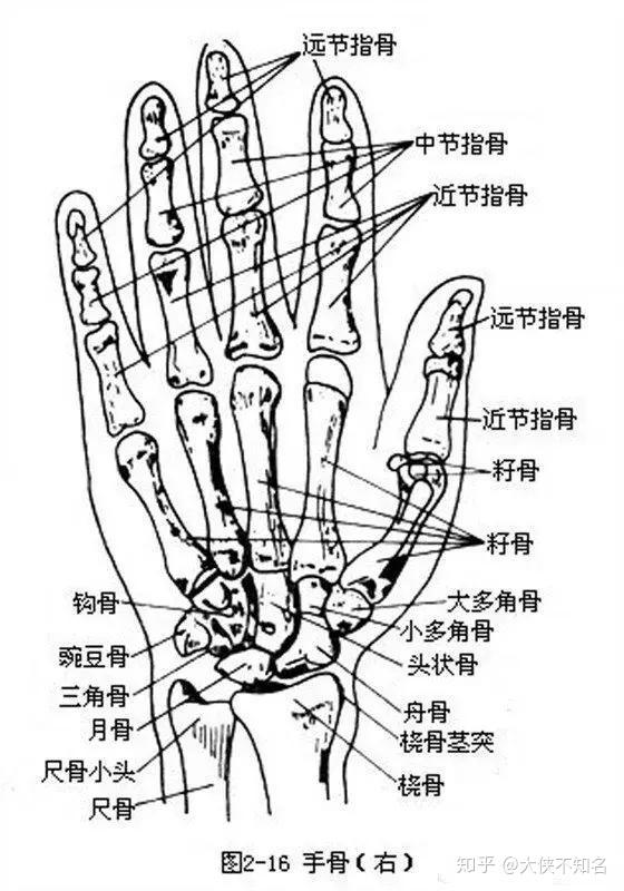 玉佛手的详细解剖结构：五个手指与每个手指的特征解释