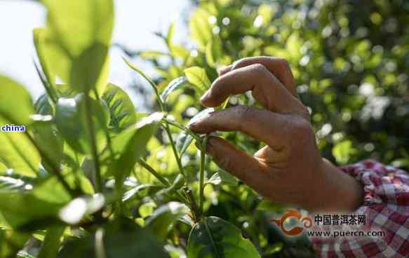 新 中小叶种红茶：一种特色茶叶品种及其制作工艺探讨