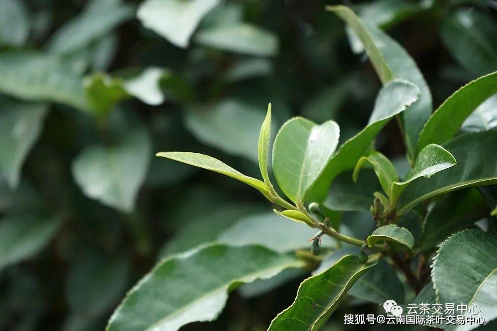 小叶种红茶与大叶种红茶的区别：哪种更优？