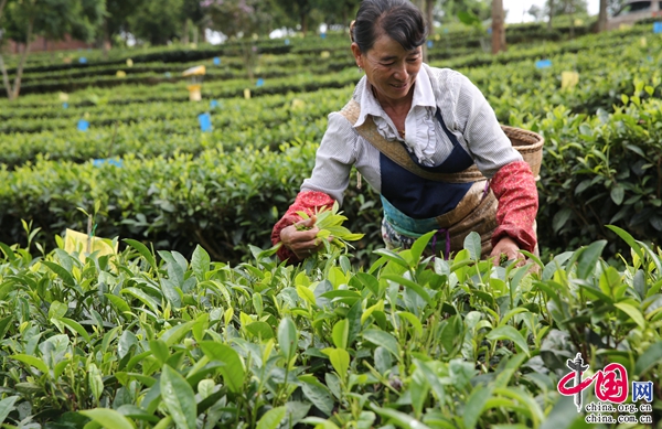 '云南有机茶排行榜：哪些是真正的有机好茶？'