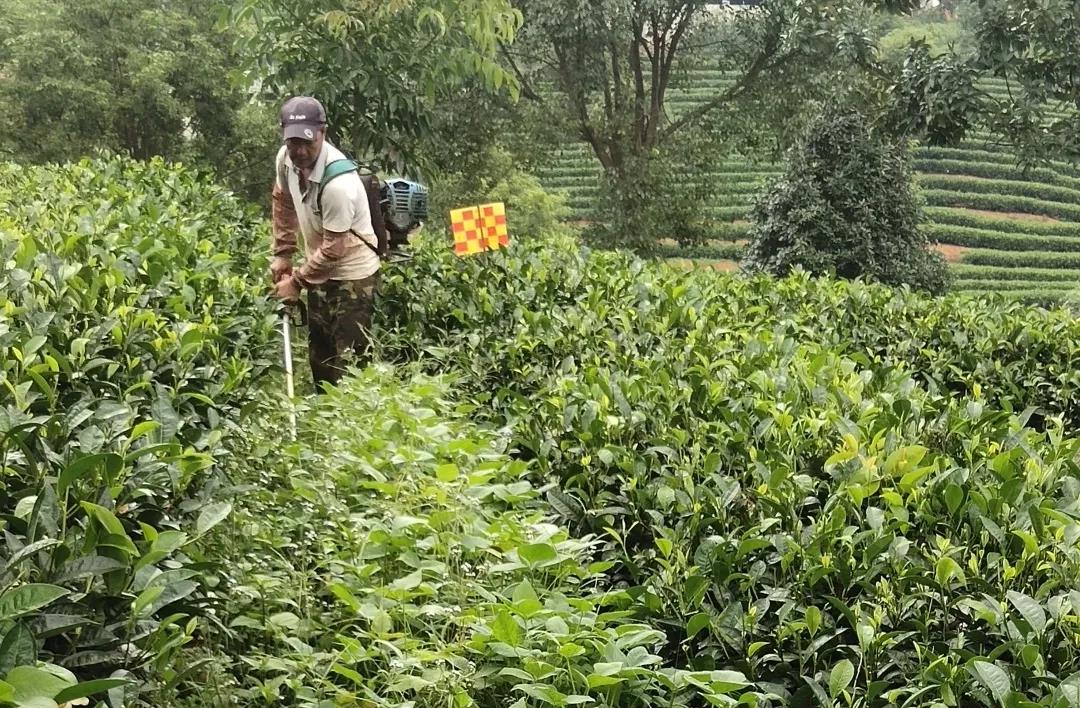 '云南有机茶排行榜：哪些是真正的有机好茶？'