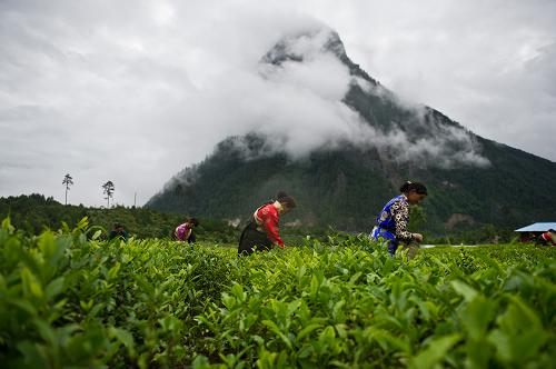 易贡茶场：高品质茶叶的亲民价格与优质口感完美融合