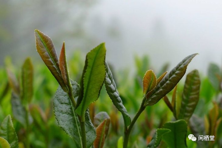 易贡茶好喝吗？值得买吗？易贡茶的口感如何？它有哪些功效？