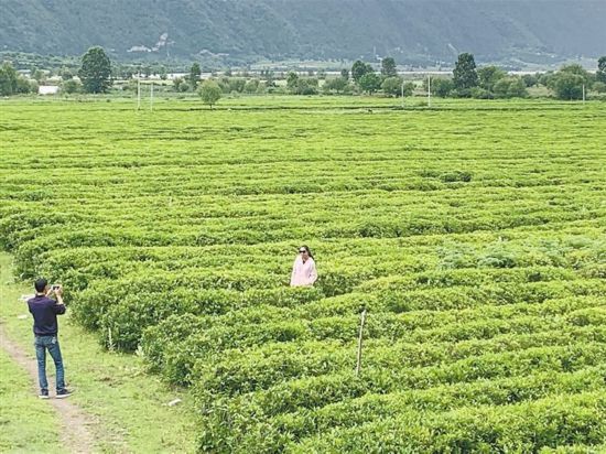 易贡茶场：品质越的茶叶体验，探索其独特魅力与口感