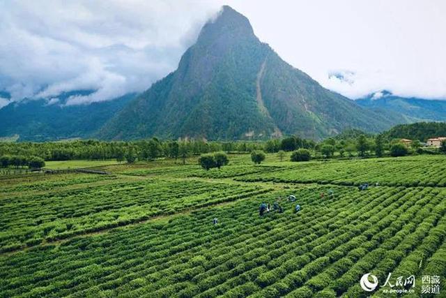 易贡茶场：品质越的茶叶体验，探索其独特魅力与口感