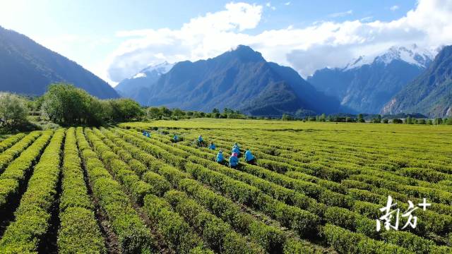 易贡茶场：品质越的茶叶体验，探索其独特魅力与口感