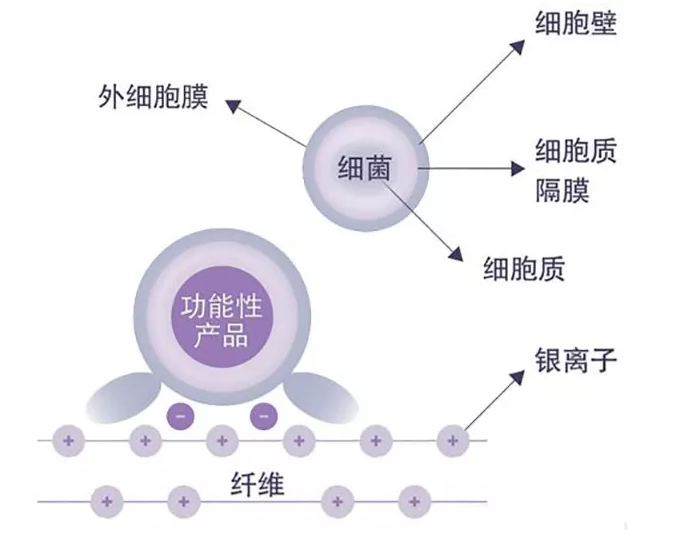 银离子的多种功效及其在不同领域的应用：释放、抗菌、抗氧化等