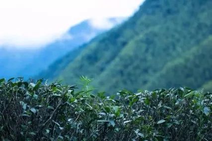 300年历的薄荷糖普洱茶：安全饮用与潜在风险的综合分析