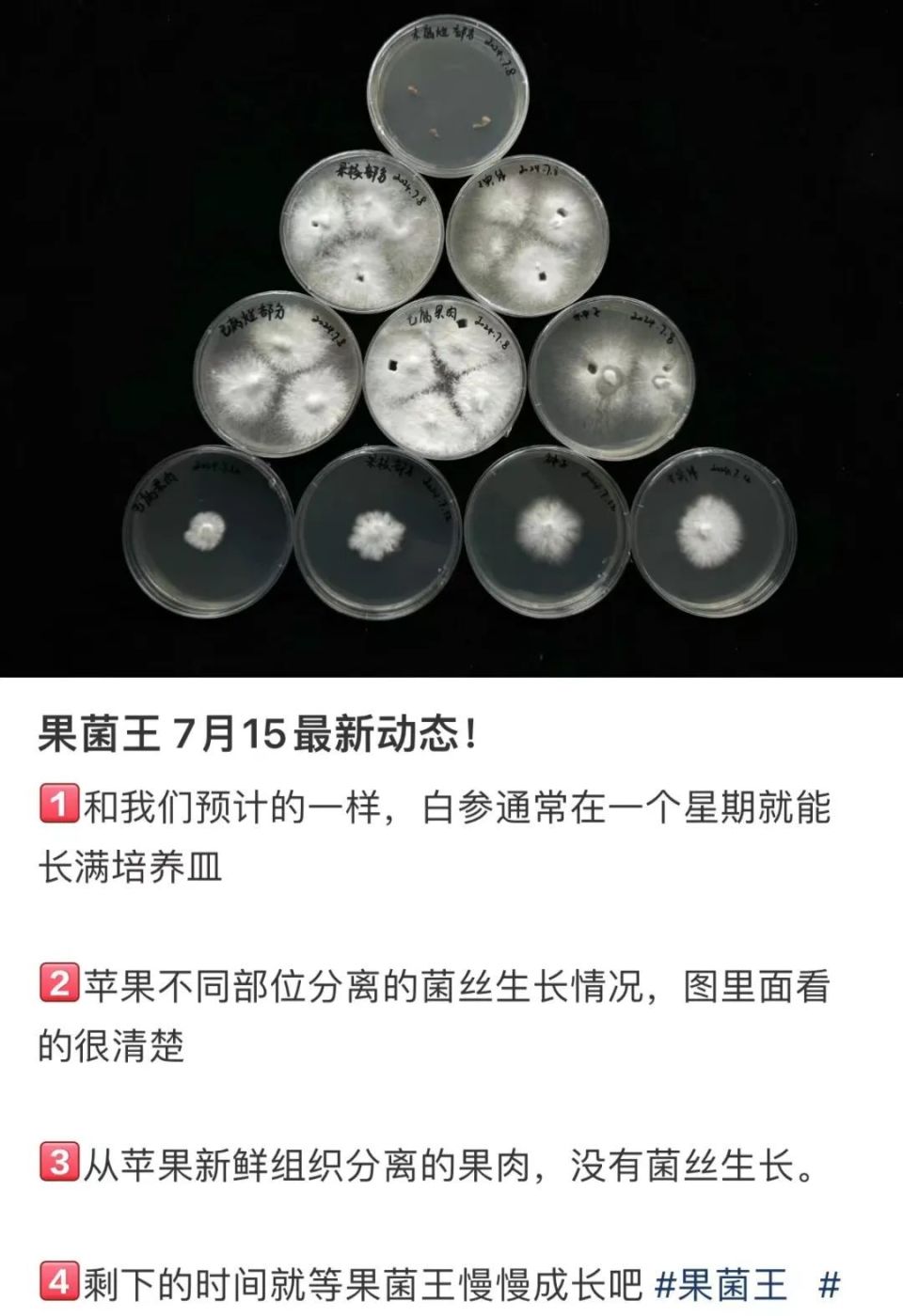 普洱茶对去除脂肪粒的有效性：科学研究、使用方法和注意事项全解析