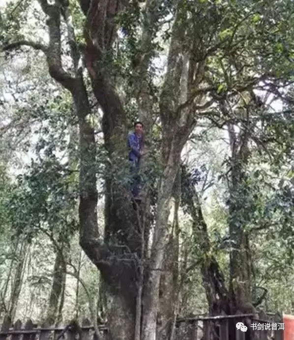 2700年历的勐库大雪山古树茶：一场时间与自然的艺术邂逅