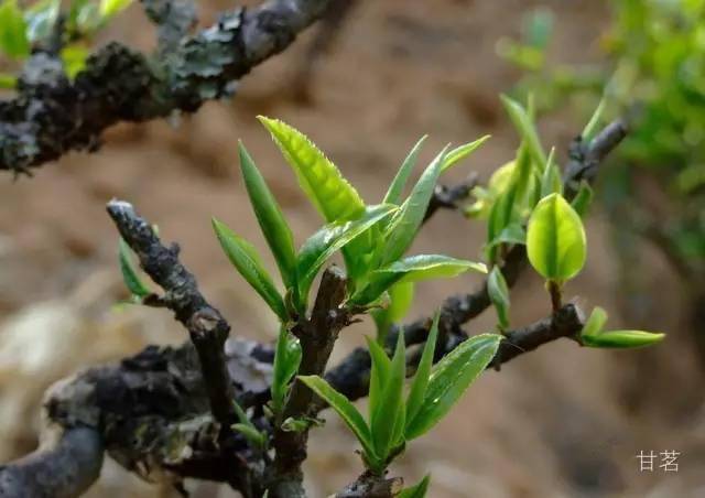 普洱明前古树茶价格及特点优势，云南古树明前茶是什么？