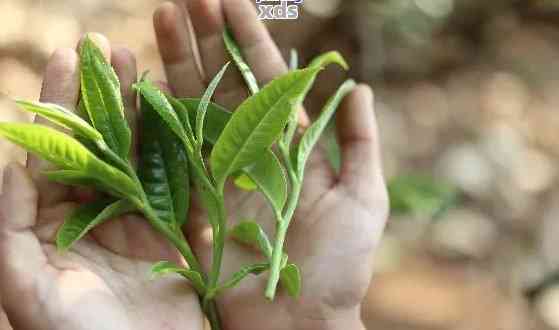 新普洱茶中那颗颗翡翠般的小叶，你知道它们叫什么吗？