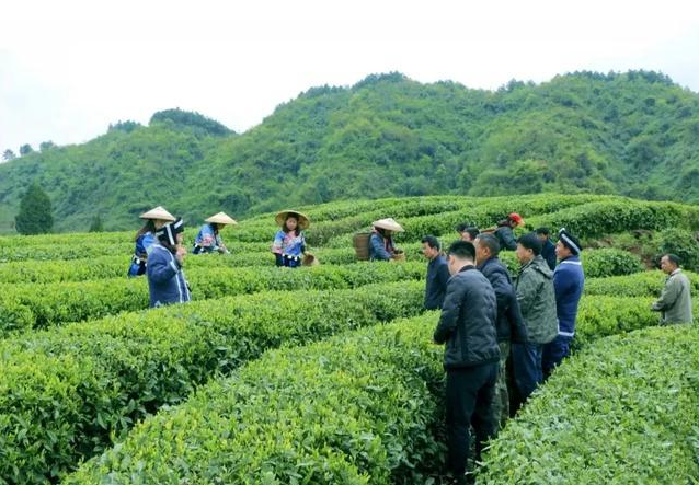 古丈县古阳河茶业有限责任公司招聘、电话、官网及地址