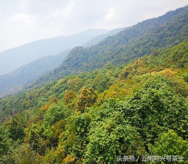 2011年勐库大雪山普洱茶：年份、产地和品质的秘密解析