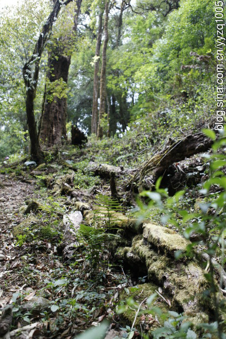 2011年勐库大雪山普洱茶：年份、产地和品质的秘密解析