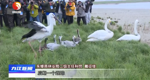 翡翠鸳鸯珠可以烧吗？是否适宜佩戴？