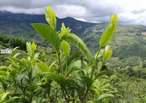 临沧普洱茶推荐：品质茶叶哪家强？