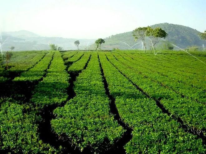 临沧的普洱茶基地