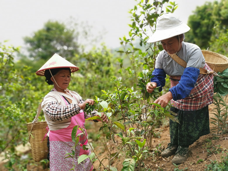 冰岛特色茶叶：大叶种茶的魅力与品种详解