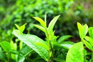 冰岛特色茶叶：大叶种茶的魅力与品种详解