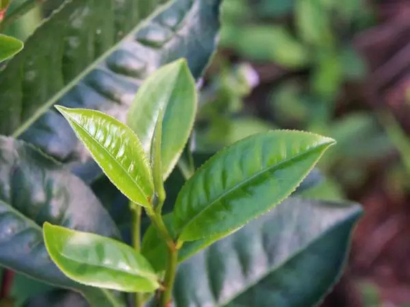 冰岛特色茶叶：大叶种茶的魅力与品种详解