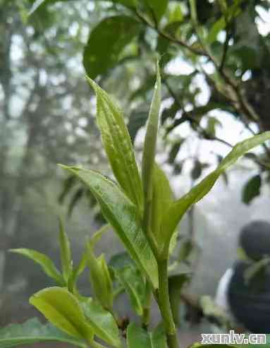 普洱茶中的黄叶：解读其独特的品质与风味