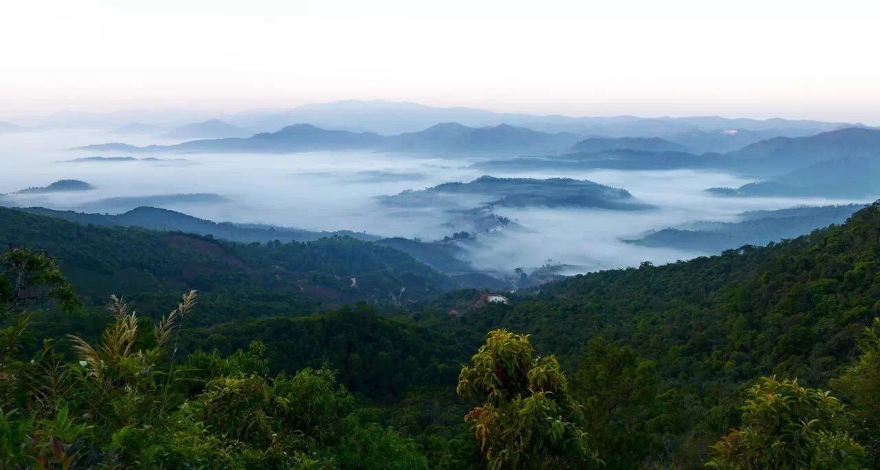 2014景迈山普洱茶