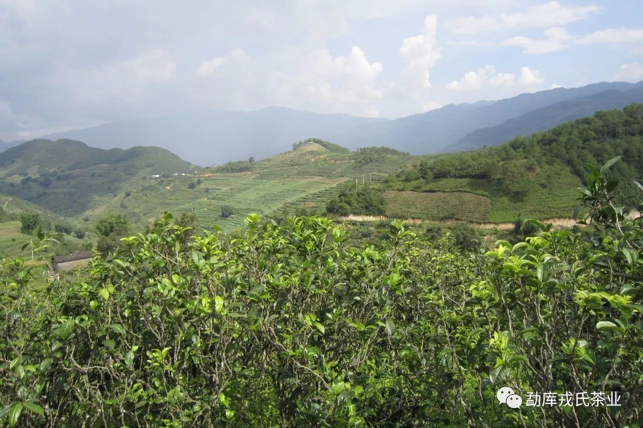 永德县普洱茶：品质与寨子的选择