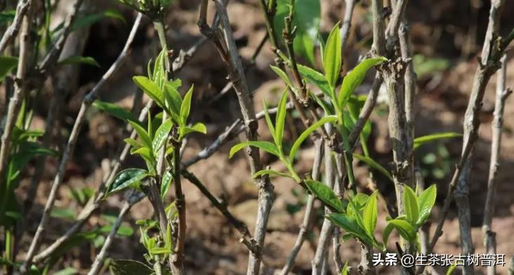 藤条普洱生茶：一种全面解析其产地、制作工艺与品饮特点的茶叶分类