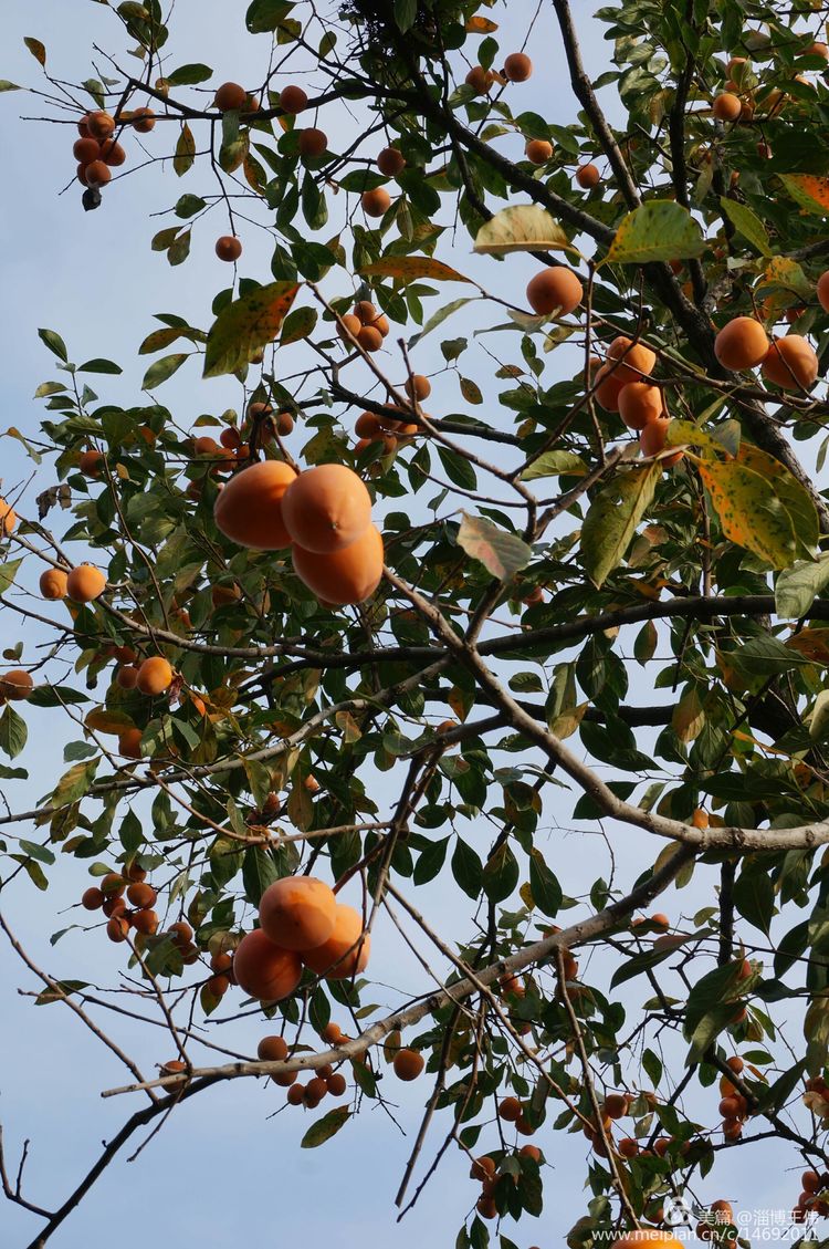 普洱茶口感涩的原因及解决方法：了解不同因素对普洱茶涩味的影响