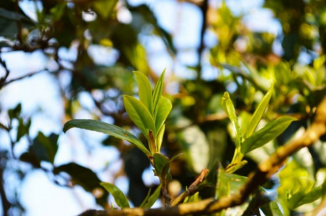 冰岛茶：古树茶的价格、品质与口感探究