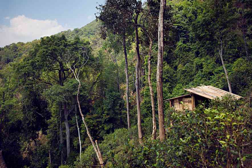 无量山与布朗山普洱茶的区别：产地、口感、香气等方面的差异。