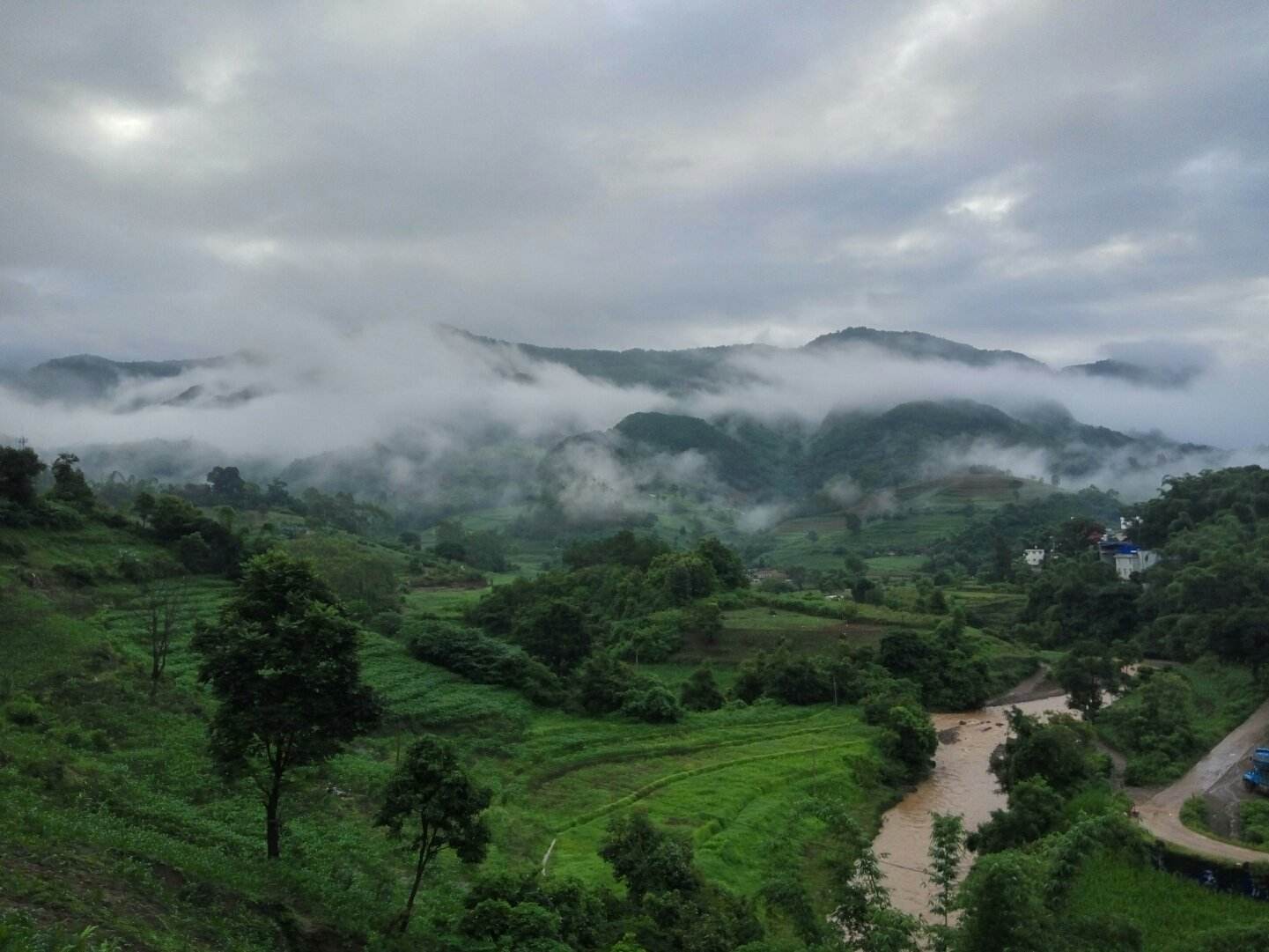 普洱茶属于哪一类茶种？