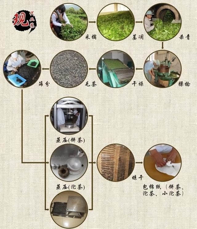 普洱茶发酵原理及工艺流程：揭示普洱茶的独特风味来源。