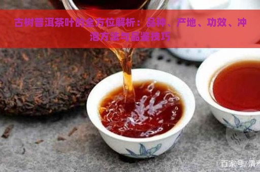 古树普洱茶：口感、品质、功效与泡法的全面解析，看看是否适合你的口味？