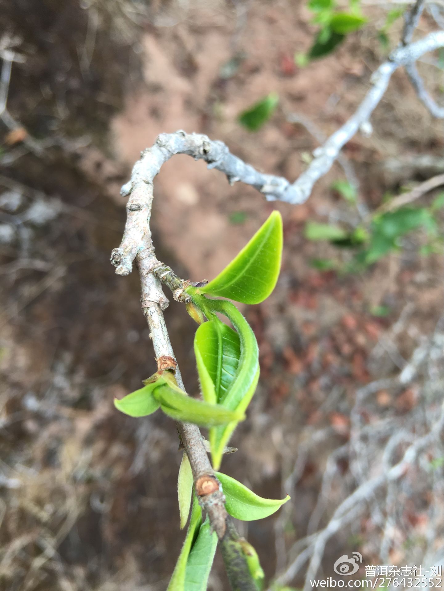 普洱茶美学：余秋雨眼中的普洱茶魅力与审美韵味