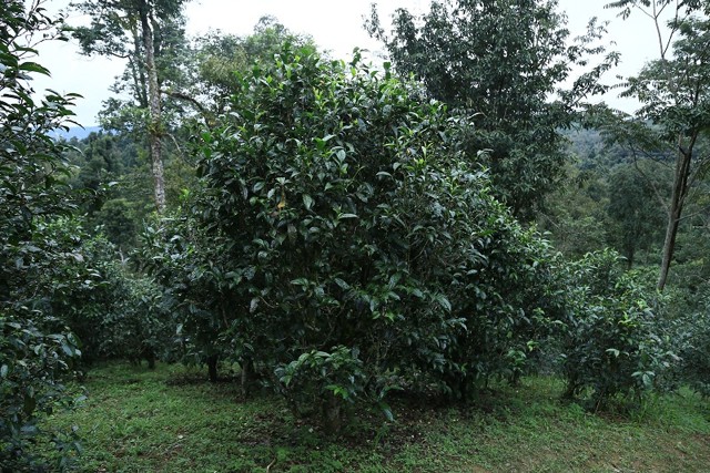 普洱茶美学：余秋雨眼中的普洱茶魅力与审美韵味